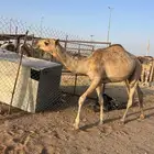 بكره