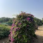 مشاتل التكامل الخضراء الزراعيه