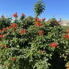 مشتل التكامل لبيع الشتلات وجميع الاشجار 0533351329