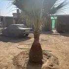 نخل وشونطنيا