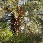تمر للبيع برني وحلوه وسكري صقعي احمر