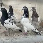 حمام باكستاني