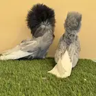 جوز جاكوبين
