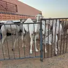 قعدان للبيع