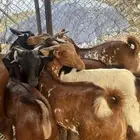 تيوس للبيع عدد 9