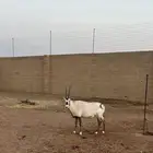 للبيع المها العربي