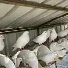 حمام فرنسي جامبو. 50 جوز.