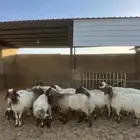 للبيع غنم نعيم صنيف