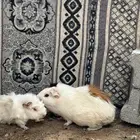 اناثي حبتين واحد ذكر فرنسي