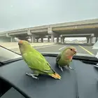 طير روز مفقود في حي النفل بجوار مسجد ام عبدالعزيز البرجس