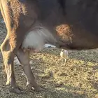 بقره وبناتها 2 وحده عمرها سنتين ونص وحده سنه