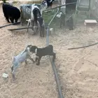 ماعز للبيع عوارض مواليد