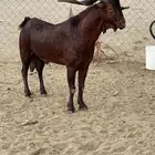 فحل إدهم فآخر البيع (تم البيع)
