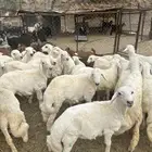 خرفان وتيوس