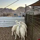رخال حريه