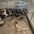 صوص دجاج فيومي وبلدي