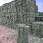 برسيم صافي