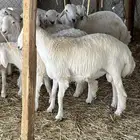 ذبايح للبيع