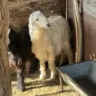 للبيع تيس وطلي