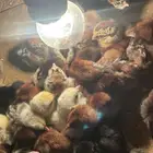 صيصان دجاج بلدي فيومي