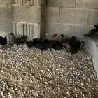 صوص فيومي احمر