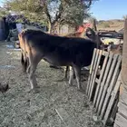 بقره كفوا ناتج بنتها عمرها سنه والثانيه لقحه ان شاء الله