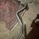 شكمان دنه