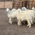 ذبايح للبيع