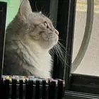 قطة للتبني