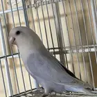 انثى روز اوبلاين (تممم البيع)