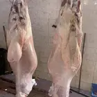 ذبايح حريه نظيفه من كل شي فل شحم تبيض الوجه
