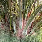 فسايل ( صنيه) نخل عجوة صفاوي ومجدول صقعي