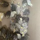 للبيع سمان