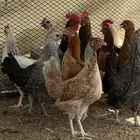 دجاج