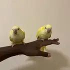 4 حبات كويكر نهايه غر ( تم بيع الجميع )