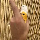 جوز كناري تم البيع