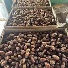 للبيع تمر صفري