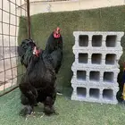 براهماء خارجي اصل (( بيض - صوص ))