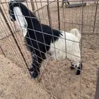 للبيع طليان وجفره