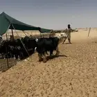 طلي فحل نجدي. (((. تم البيع )))