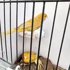 جوز كناري مشمشي تم البيع