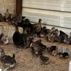 صوص فيومي احمر اصل