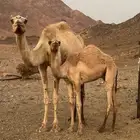 خلفات للبيع