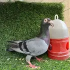 ذكر مراسيل هديه اللي يبيه مجانا