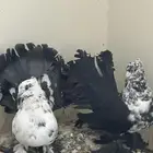 حمام رقاصي هندي