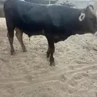 عجل وعجله