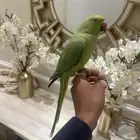 انثى دره هندي ( تم البيع )