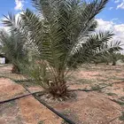 جثايث سكري واخلاص وبرحي