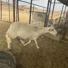 شاه