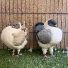 (تم البيع ) كنق